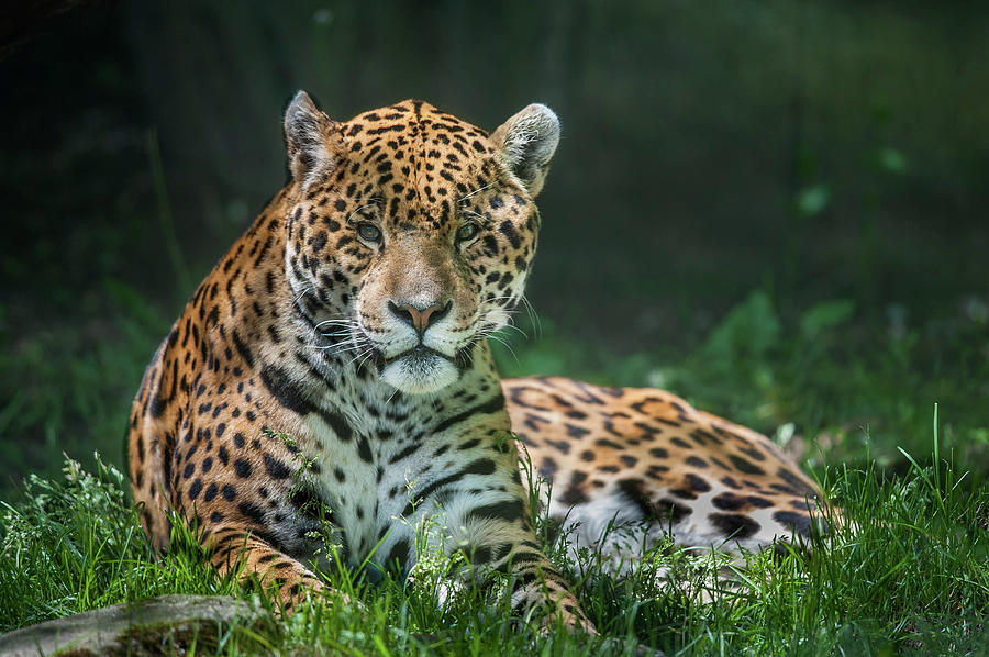 Jaguar Photograph by © Justin Lo