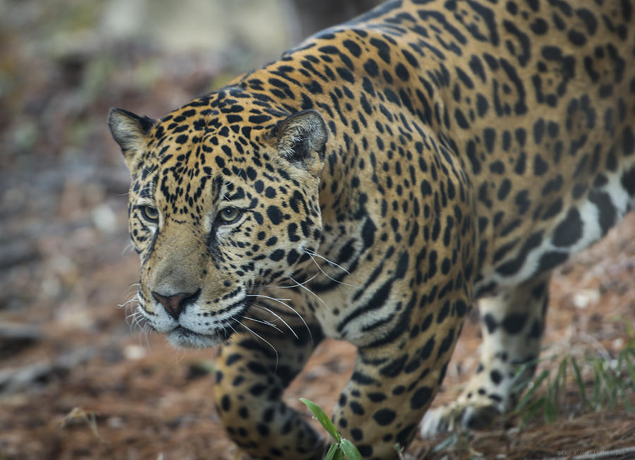 Jaguar 2 Photograph by Phil Abrams