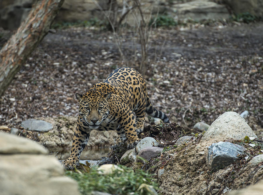 Jaguar 4 Photograph by Phil Abrams