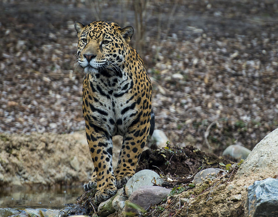 Jaguar 6 Photograph by Phil Abrams
