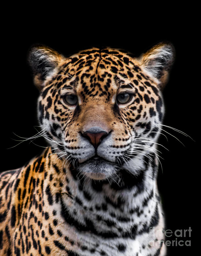 Jaguar A four Photograph by Ken Frischkorn