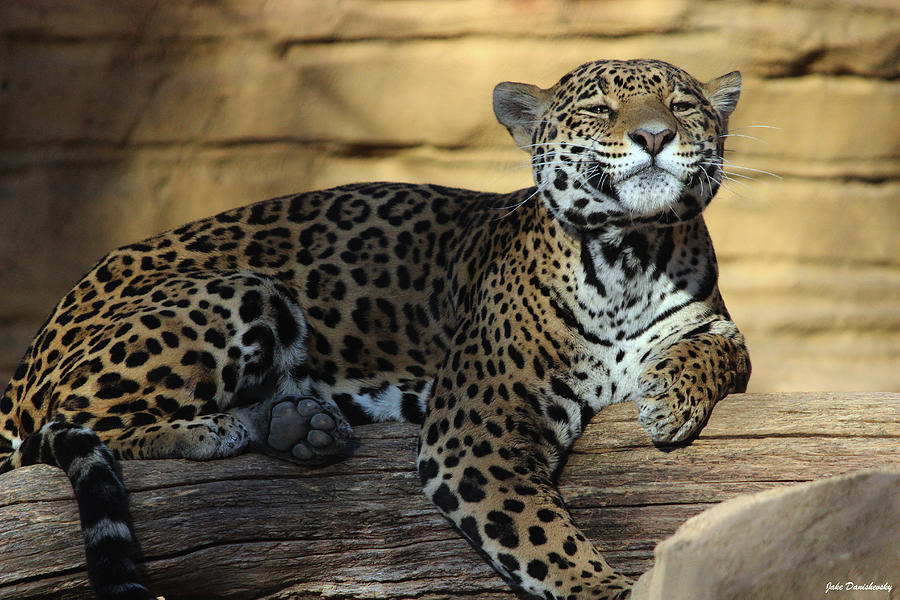 Jaguar - A Grey Poupon Smirk Photograph by Jake Danishevsky | Pixels