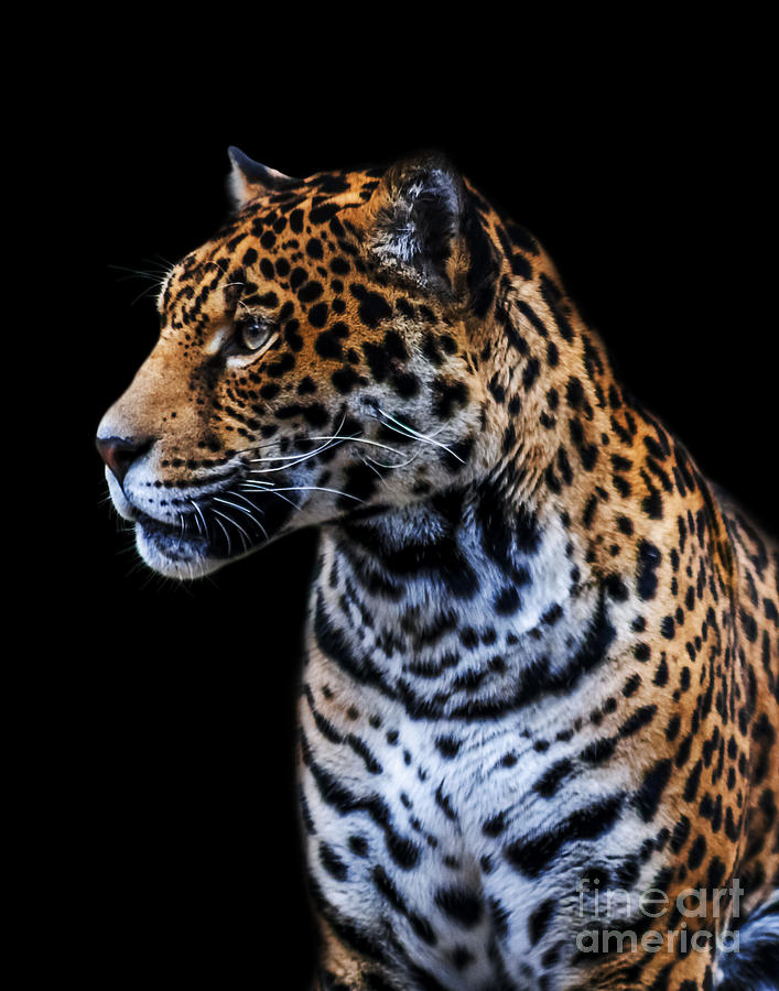 Jaguar A one Photograph by Ken Frischkorn