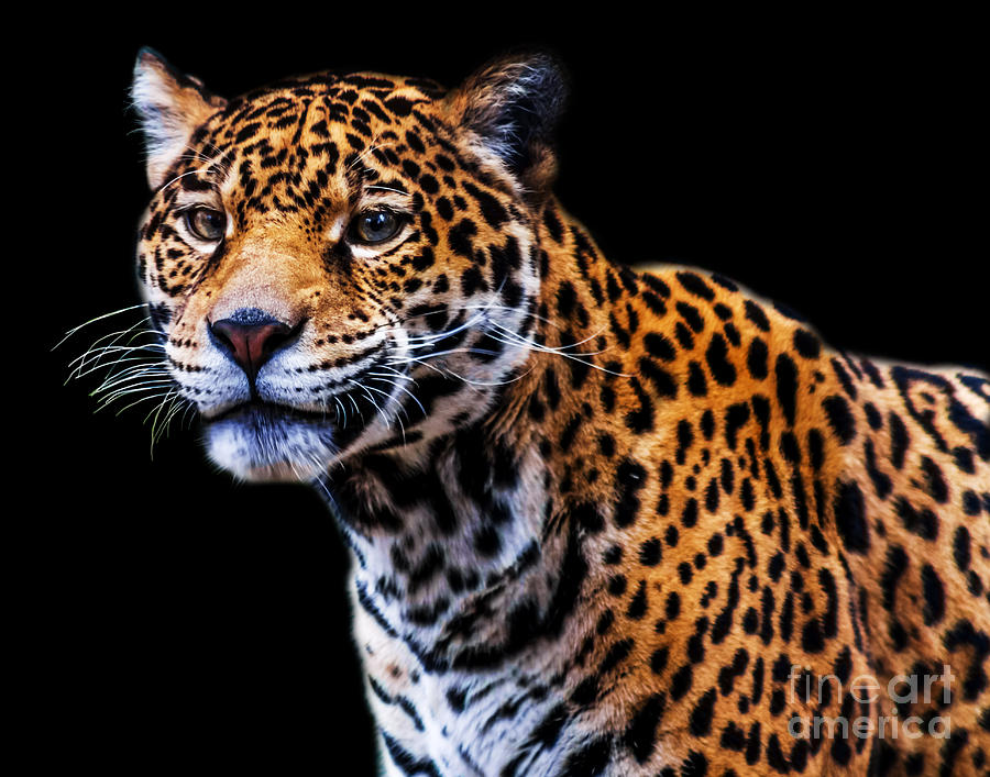 Jaguar A six Photograph by Ken Frischkorn