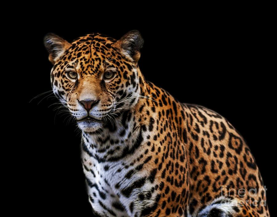 Jaguar A three Photograph by Ken Frischkorn