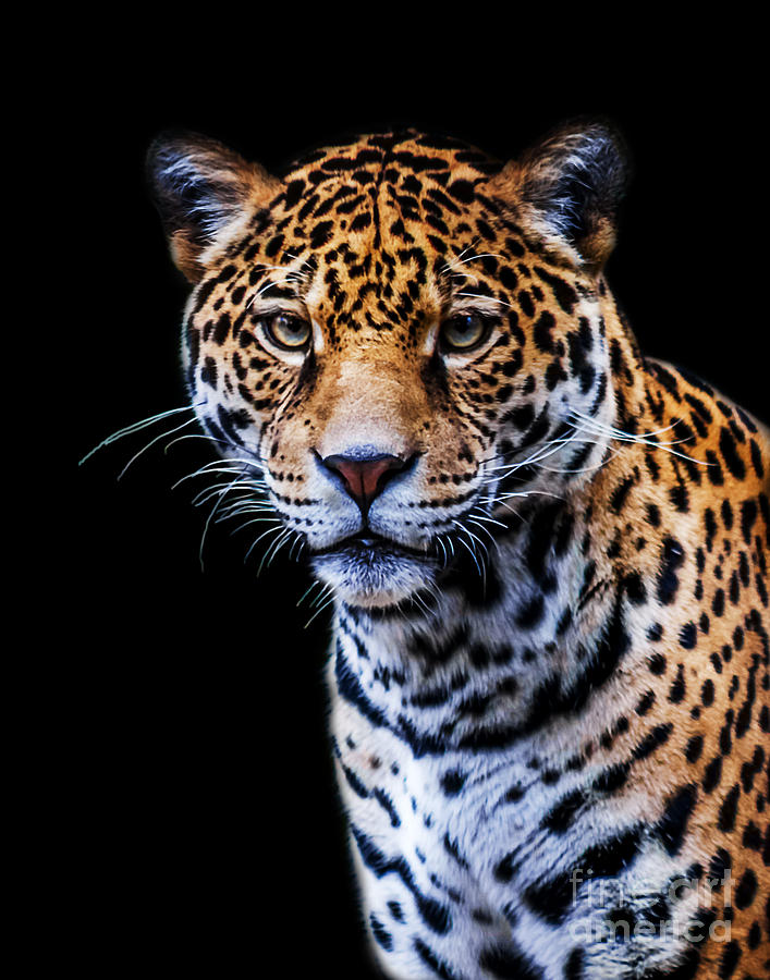 Jaguar A two Photograph by Ken Frischkorn