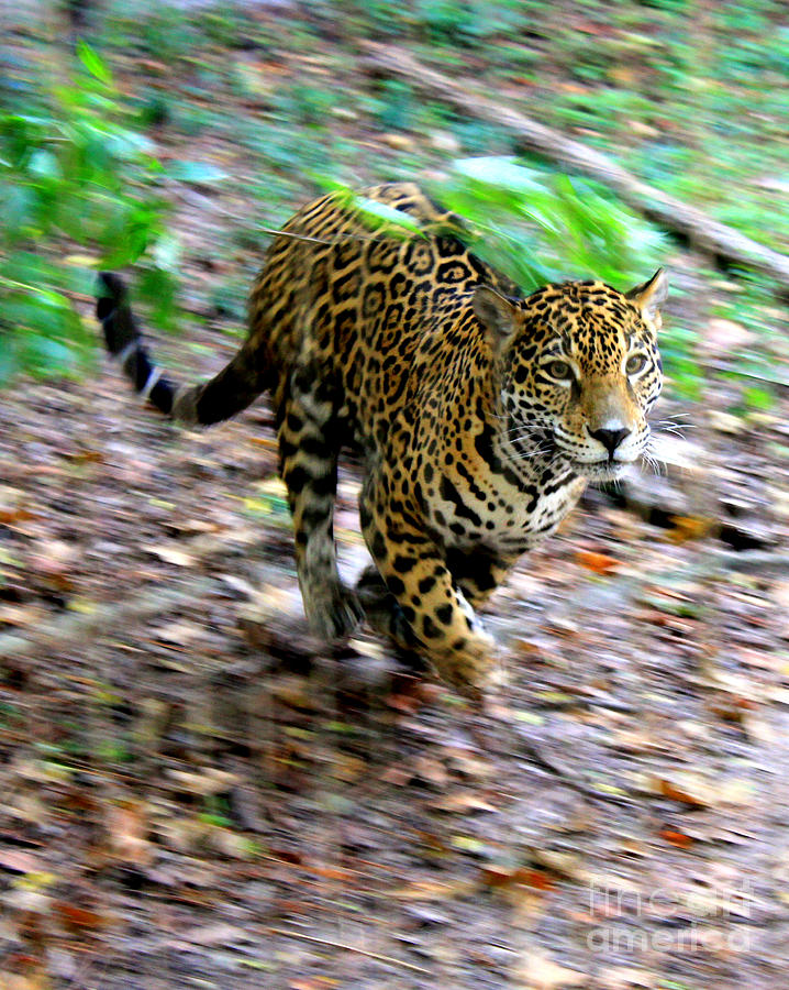 Jaguar At Play Photograph by Kathy  White