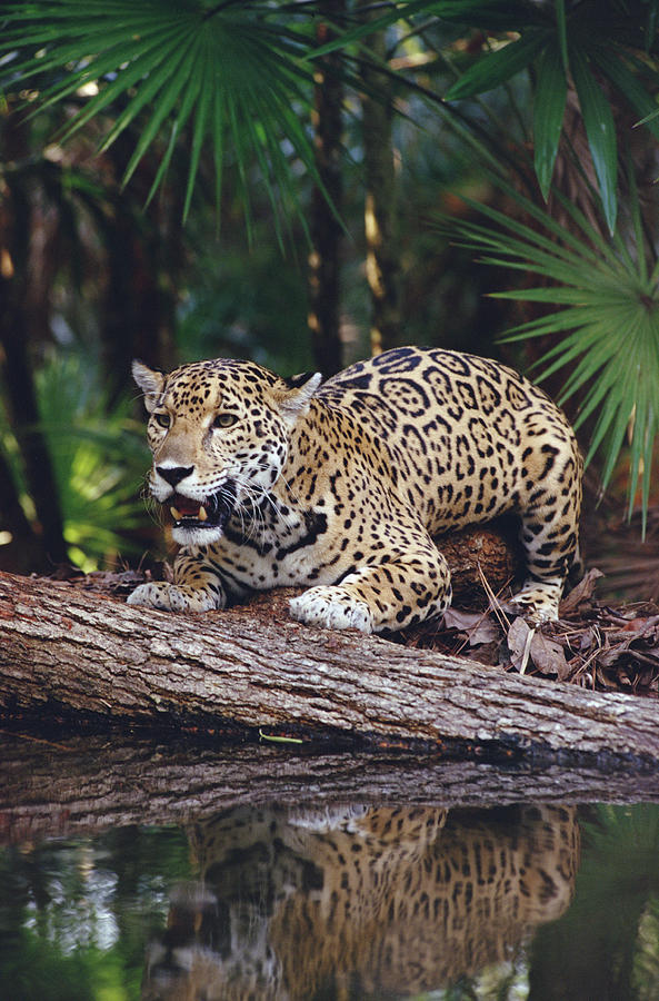 Jaguar Belize Photograph by Gerry Ellis