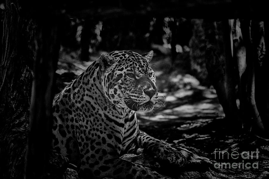 Jaguar-Black and White Photograph by Douglas Barnard