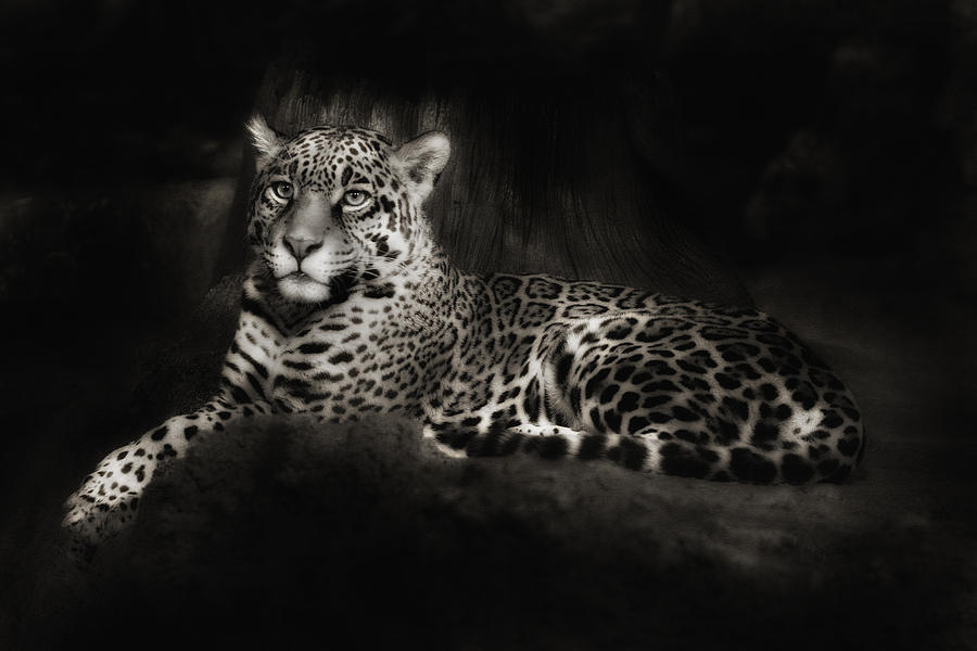 Jaguar captive black and white Photograph by Clare VanderVeen