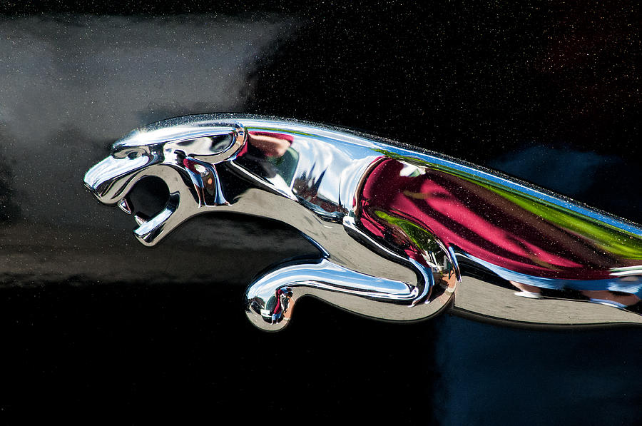 Jaguar Car Emblem Photograph by Don Johnson