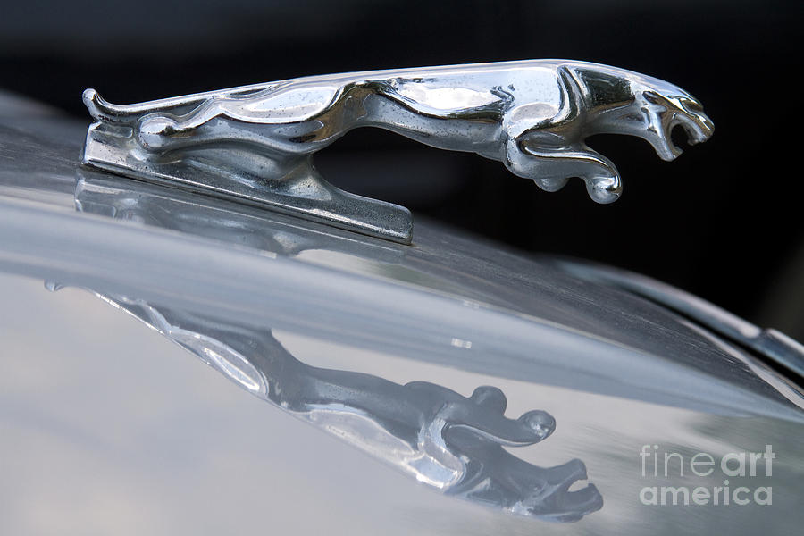 Jaguar Car Hood Ornament Reflection Photograph by James BO Insogna
