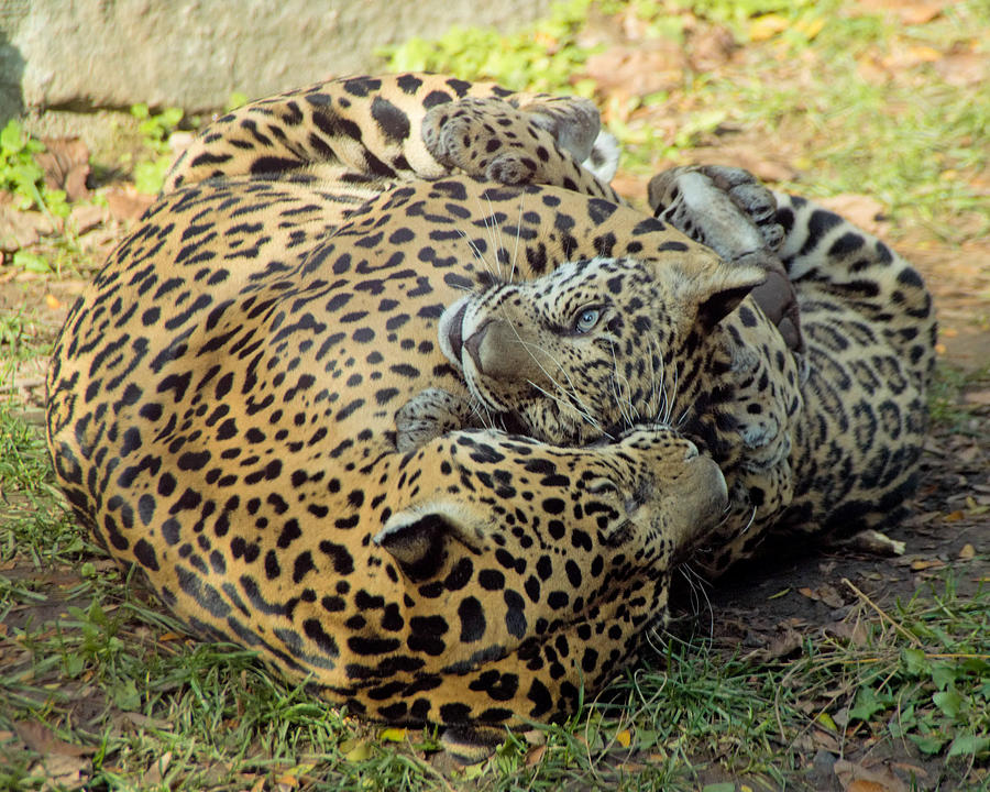 Jaguar cub and mother Photograph by Jack Nevitt
