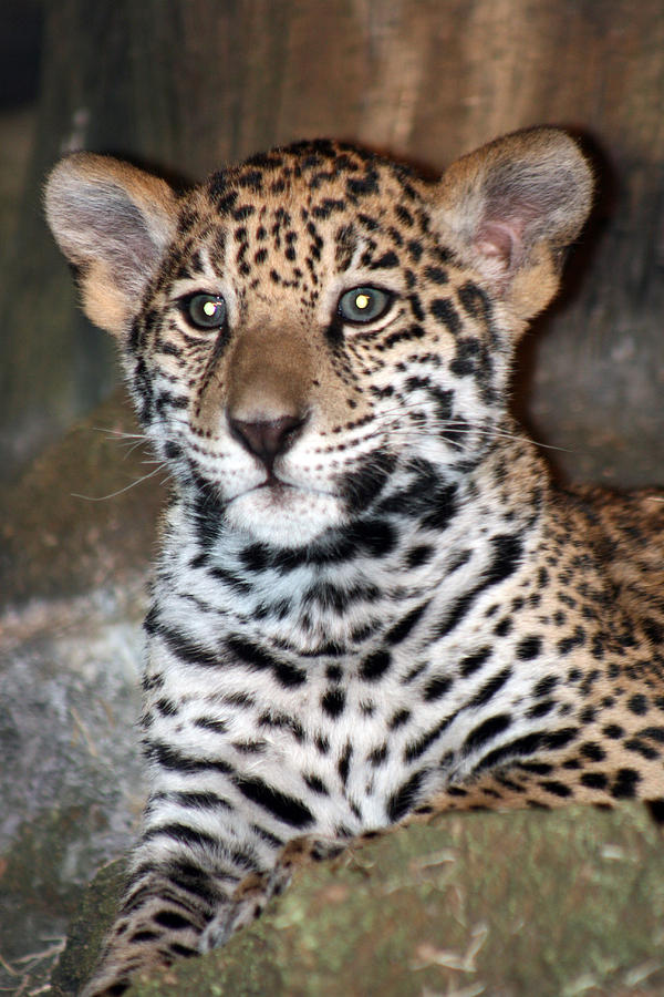 Jaguar Cub Photograph by Earl ContehMorgan - Fine Art America