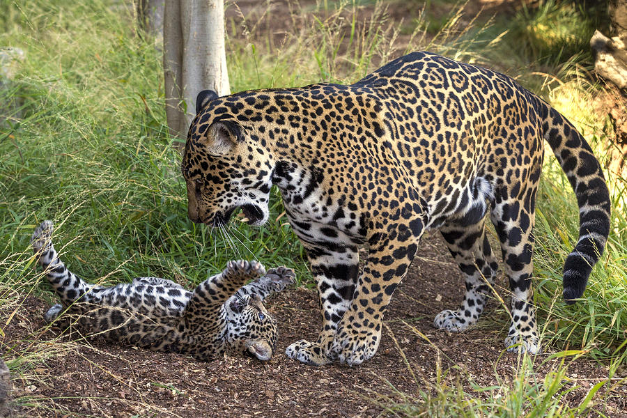 Jaguar Cub Playing With Mother Photograph by San Diego Zoo