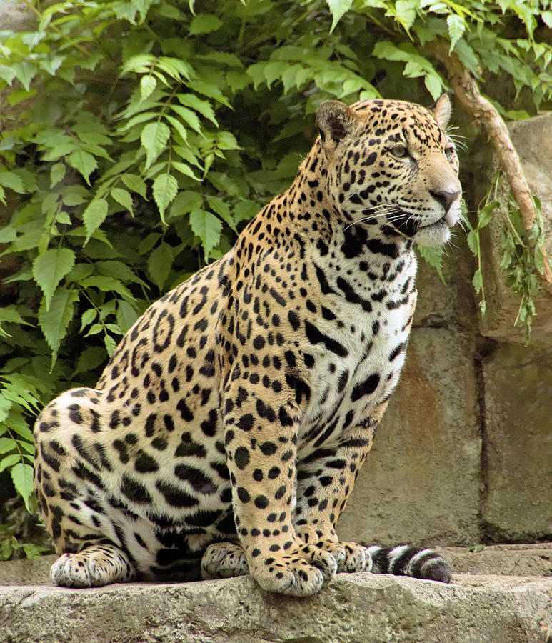 Jaguar cub posing on rocks Photograph by Jack Nevitt