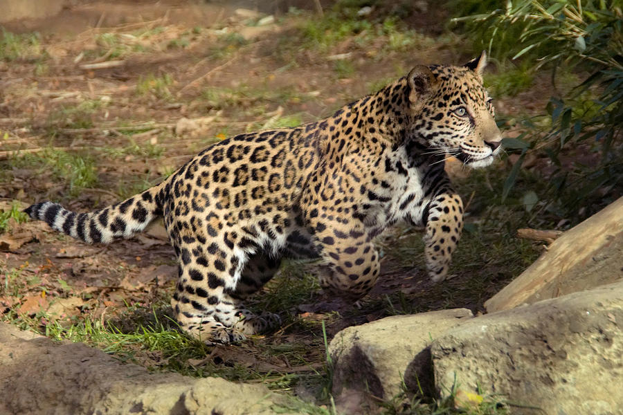Jaguar cub running Photograph by Jack Nevitt