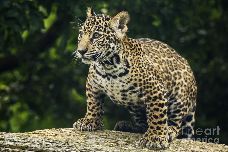 Jaguar Cub Photograph by Sonya Lang