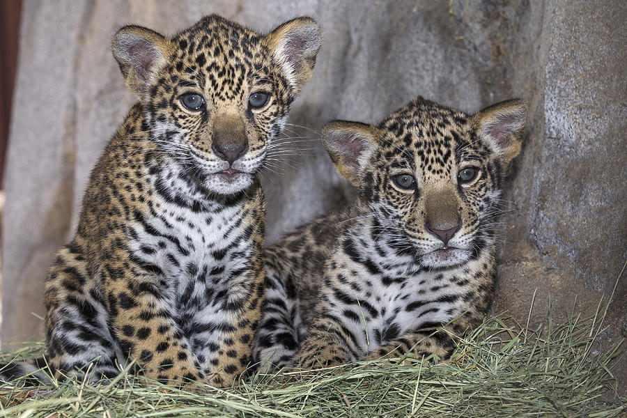 Jaguar Cubs Photograph by San Diego Zoo