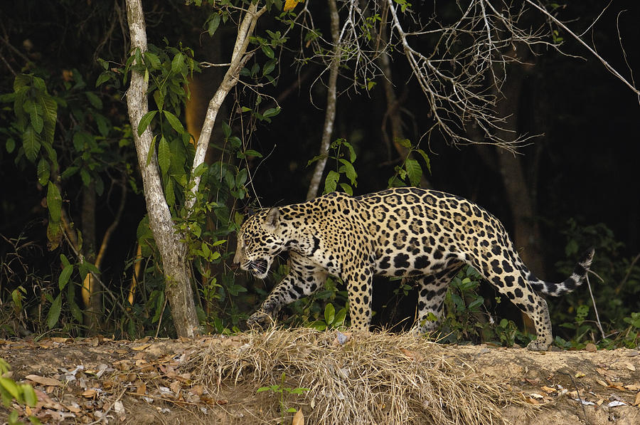 Jaguar Cuiaba River Brazil Photograph by Pete Oxford