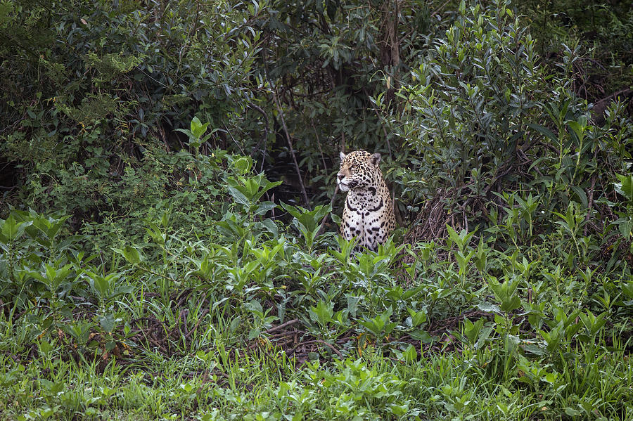 Jaguar Cuiaba River Pantanal  Brazil Photograph by Suzi Eszterhas