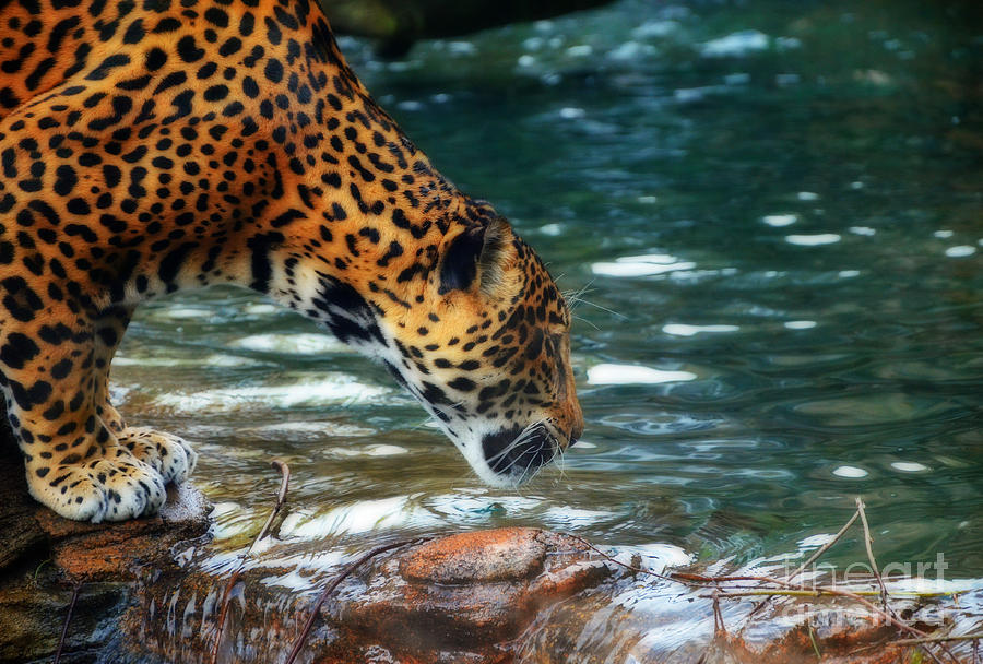 Jaguar drinking Photograph by Frank Larkin