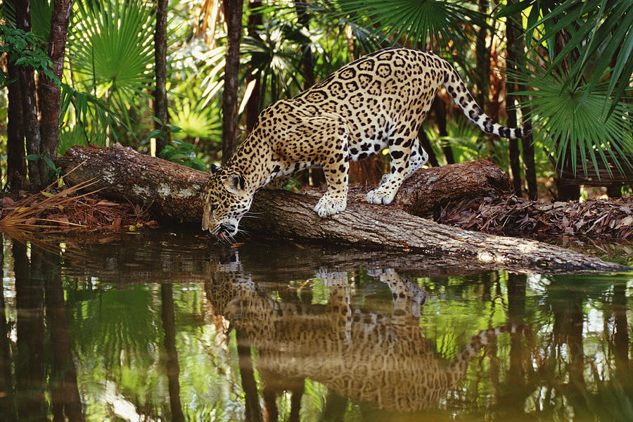 Jaguar Drinking Photograph by Gerry Ellis