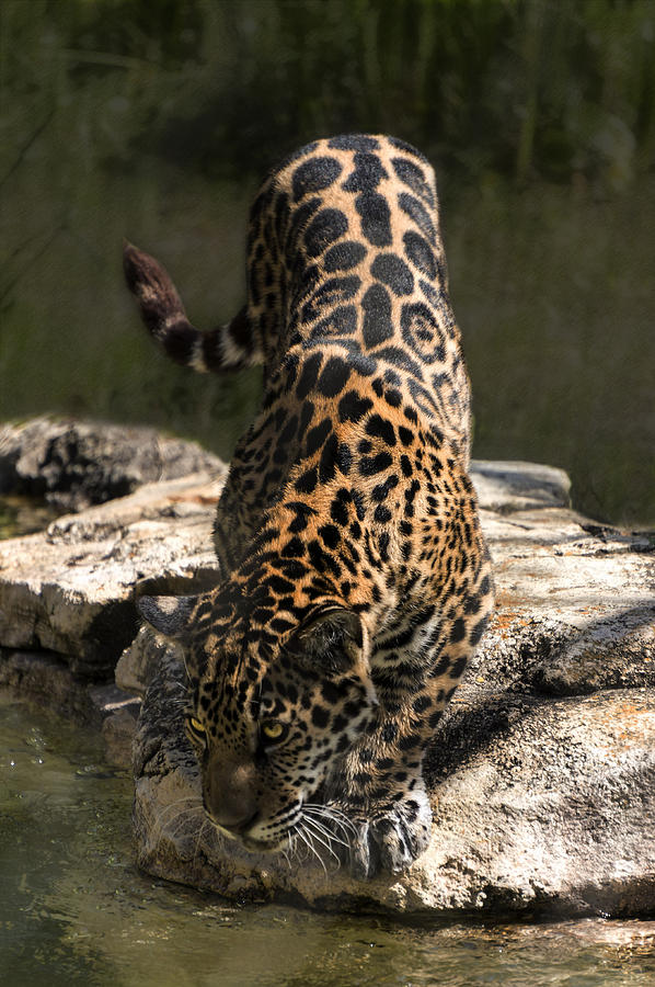 Jaguar Drinking by Lynn Palmer Jaguar Drinking by Lynn Palmer