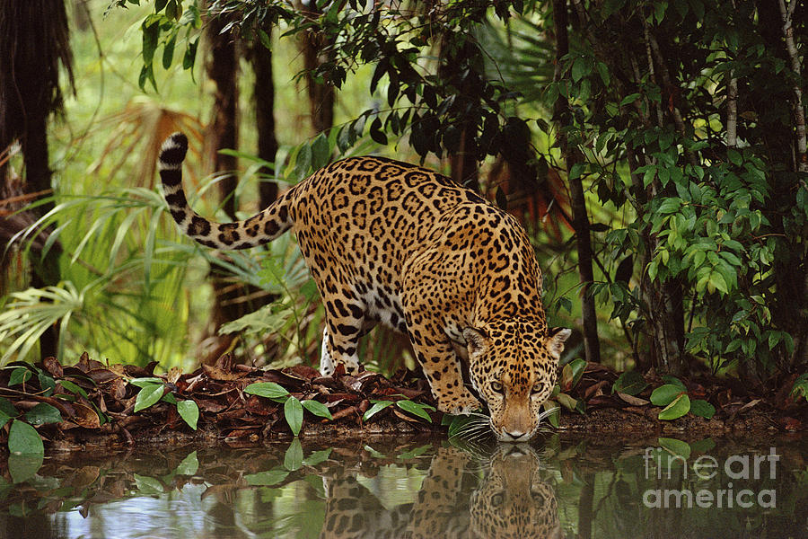 Jaguar Drinking Photograph by Frans Lanting MINT Images