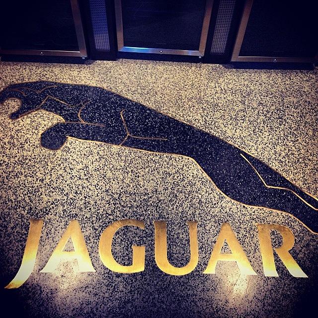 Jaguar #explorethenorthloop Photograph by Zeke Rice