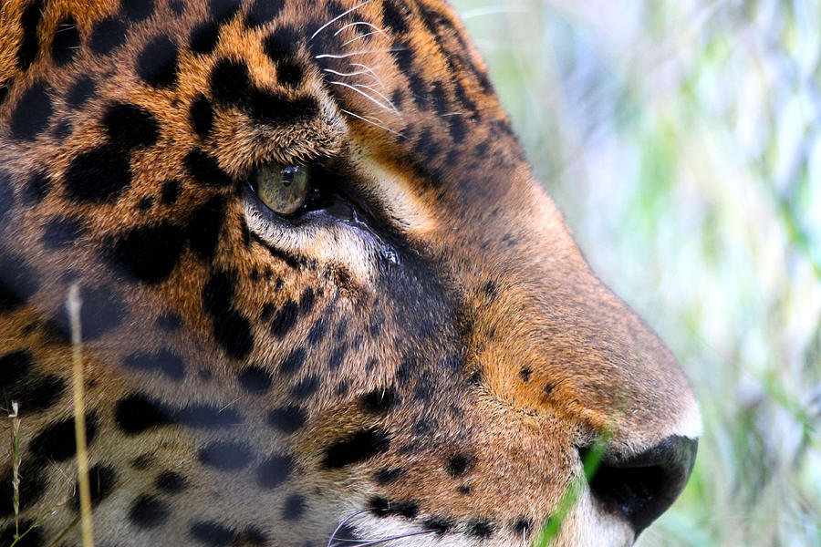 Jaguar Eyes Photograph by Nathan Miller