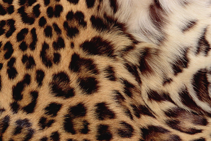 Jaguar Fur Detail Photograph by Gerry Ellis