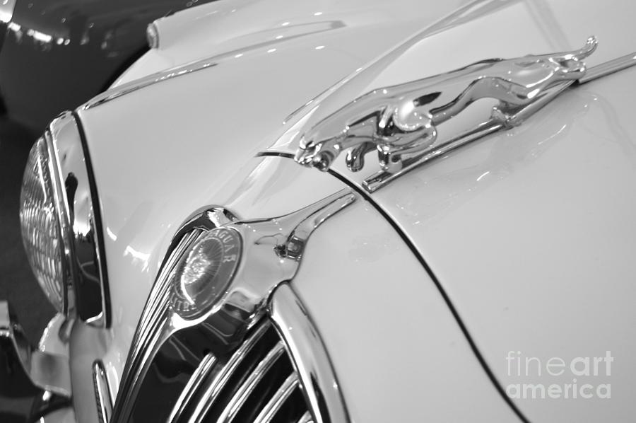 Jaguar hood ornament in black and white Photograph by Pamela Walrath