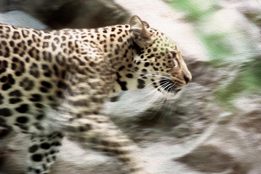 Jaguar In Motion Photograph