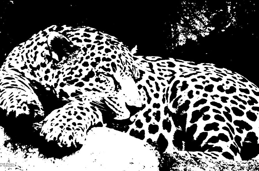 Jaguar In Reverse Photograph by Teresa Blanton