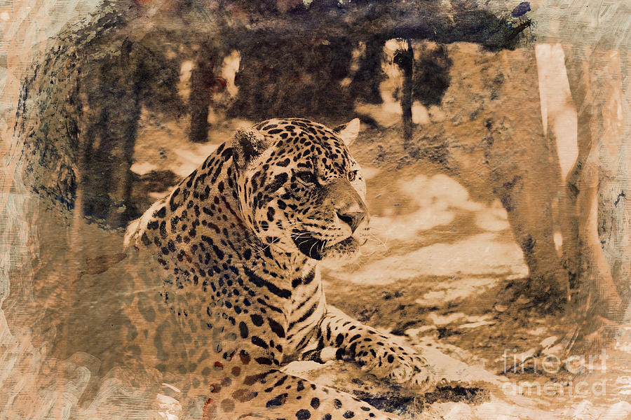 Jaguar in Sepia  Photograph by Douglas Barnard