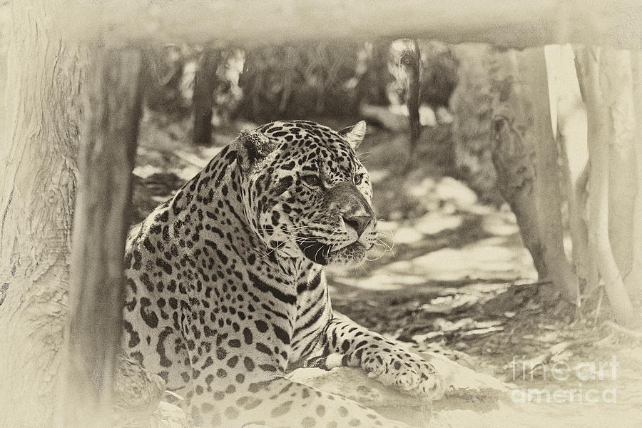 Jaguar in Sepia V2 Photograph by Douglas Barnard