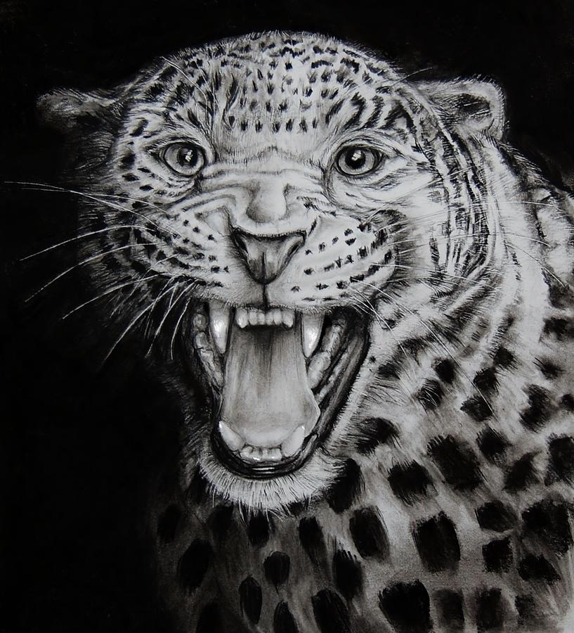 Jaguar Drawing by Jean Cormier