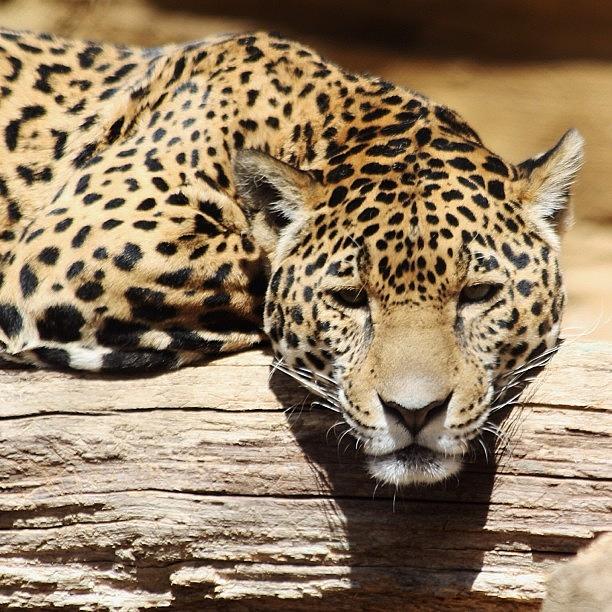Jaguar Photograph by Kim Szyszkiewicz