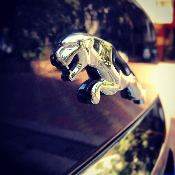 Car Photograph - Jaguar Logo Shot By @k2kelkar #cat by Rachit Hirani
