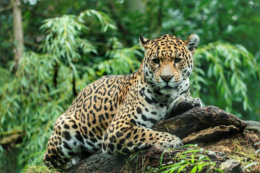 Jaguar Lying On Wood In Forest Photograph by Arjo Van Timmeren / EyeEm Jaguar Lying On Wood In Forest Photograph by Arjo Van Timmeren / EyeEm