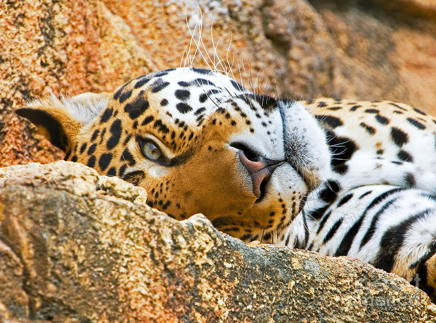 Nature Photograph - Jaguar by Millard H. Sharp