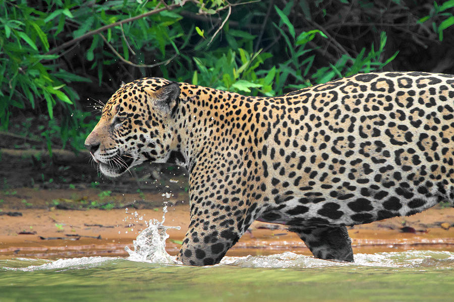 Jaguar Panthera Onca At Riverside Photograph by Animal Images - Pixels