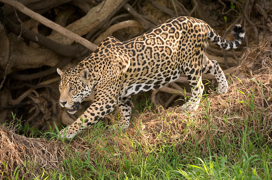 Jaguar Panthera Onca Foraging Photograph by Panoramic Images - Fine Art ...