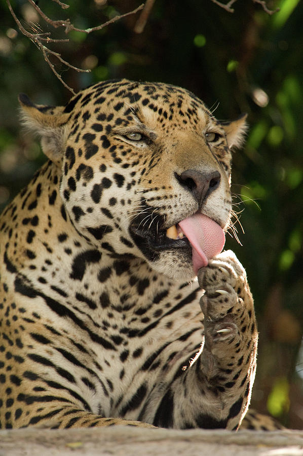 Nature Photograph - Jaguar Panthera Onca Licking Its Paw by Animal Images