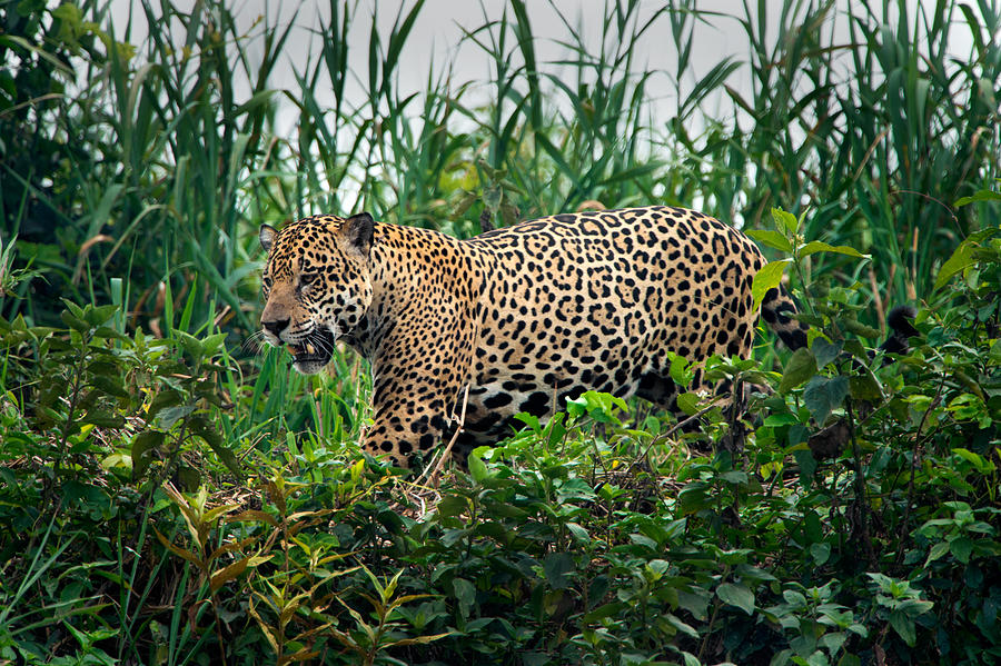 Nature Photograph - Jaguar Panthera Onca, Pantanal by Panoramic Images