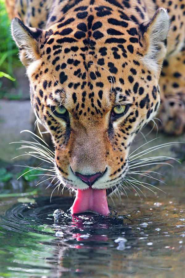 Portrait Photograph - Jaguar Panthera Onca by Picture By Tambako The Jaguar
