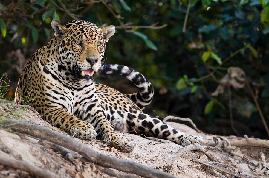 Jaguar Panthera Onca Snarling, Three Photograph by Panoramic Images