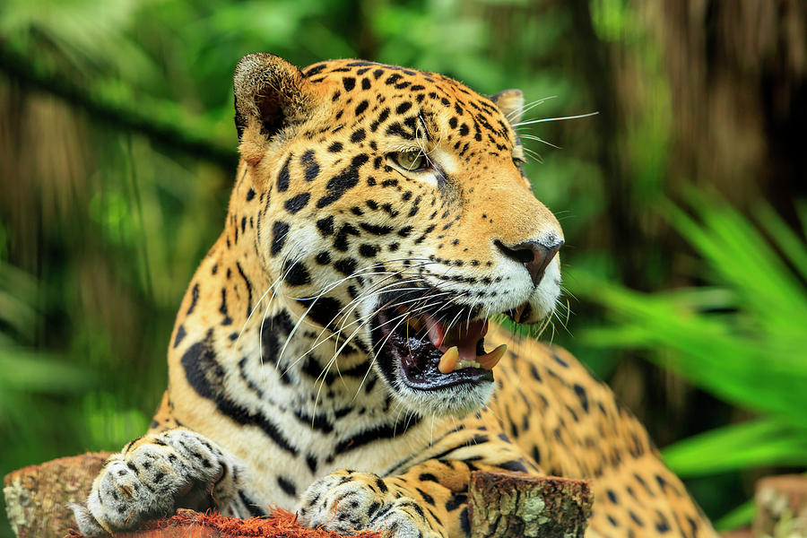 Jaguar (panthera Onca Photograph by Stuart Westmorland