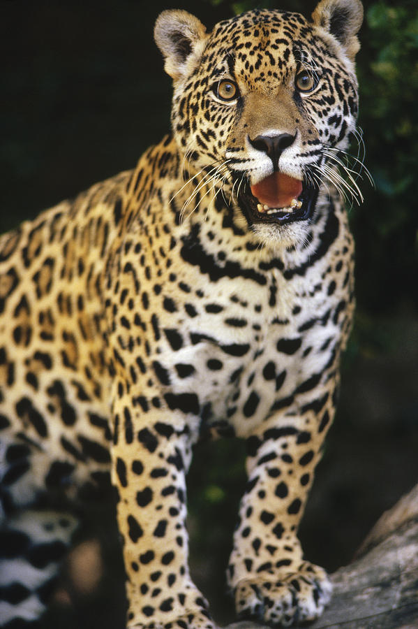 Jaguar Panting Photograph by Gerry Ellis